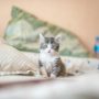 white and gray kitten on white textile